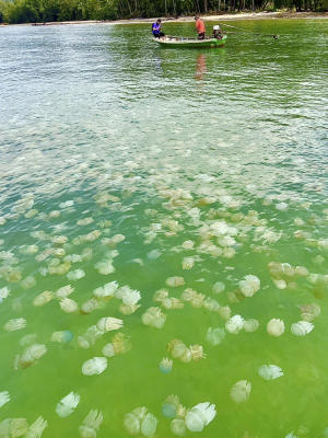 ฝูงกระพรุนหลากสีนับล้านผุดดำผุดว่ายหน้าชายหาดบ้านคลองสน แหลมกลัด ชาวบ้านบอกพบมากกว่าทุกปี