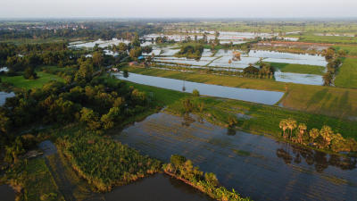 ภาพมุมสูงน้ำท่วมนาข้าวท้ายเขื่อนพิมาย อำเภอพิมาย นับร้อยไร่ หลังเขื่อนพิมายเร่งระบายน้ำลงสู่ลำมูล