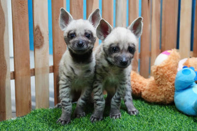 Hyena hello