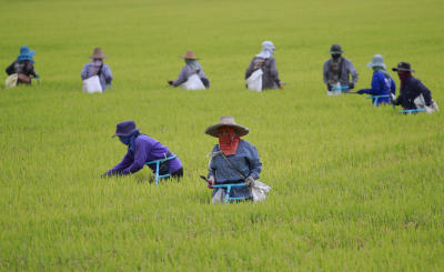 เกษตรกรกำลังผู้ปลูกข้าวในพื้นที่นนทบุรี
